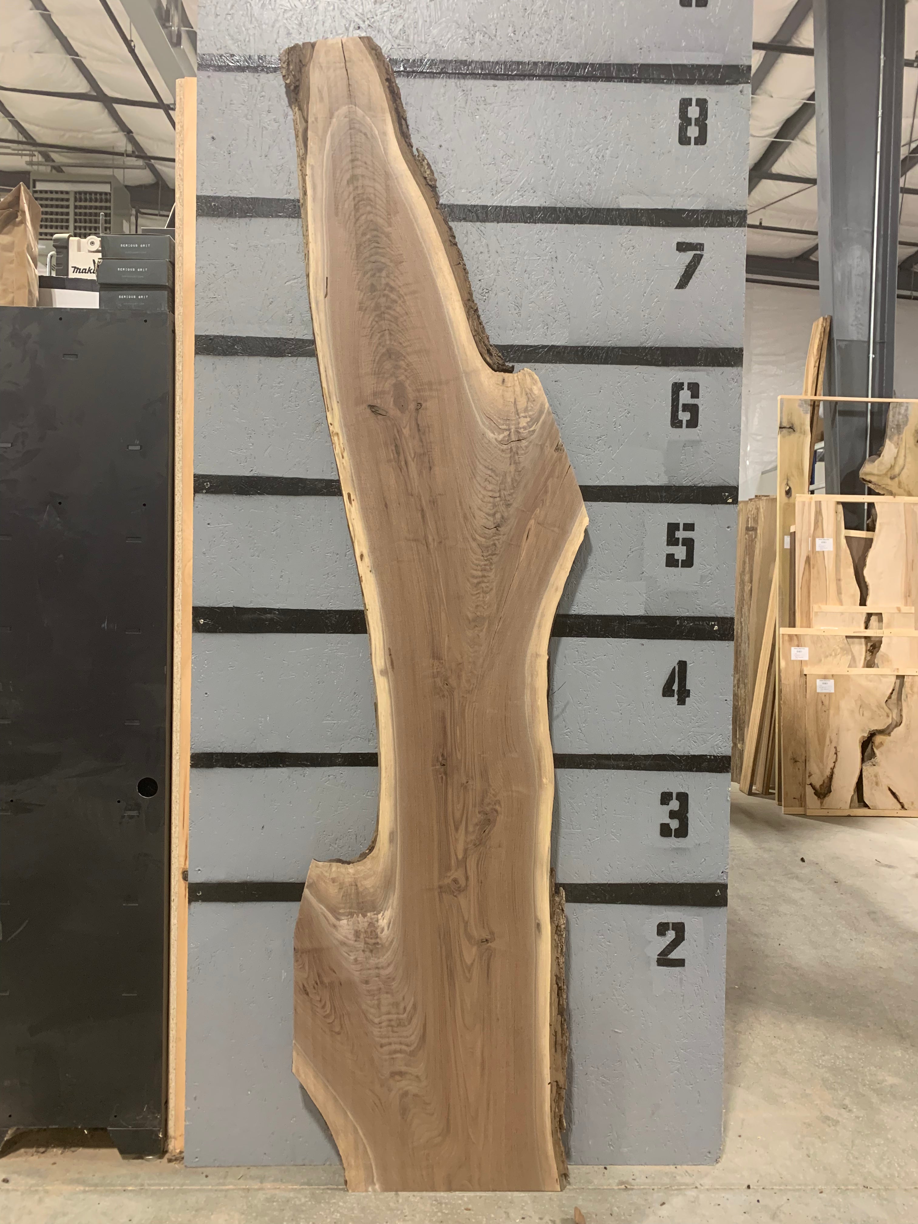 Black Walnut Slab | W604