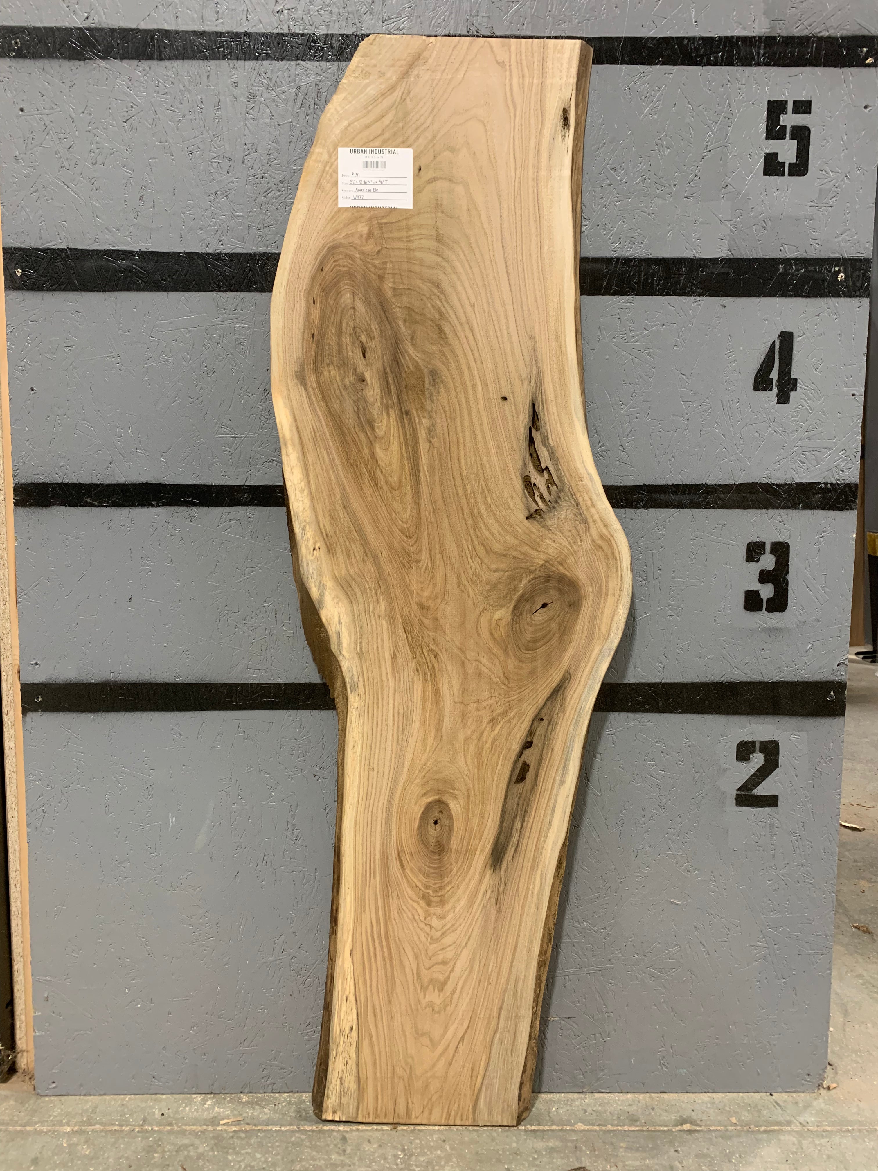 American Elm Slab | W477
